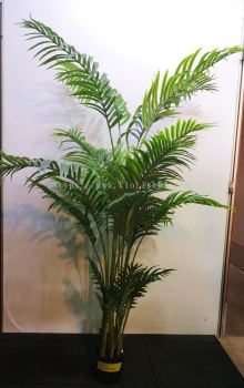 2m Phoenix Palm AP540 floristkl (Rent Available)