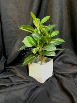 Ficus Elastica TY644 florsitkl