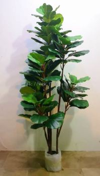 1.8m Ficus Lyrata Multi-pole QM647 floristkl (Rent Available)