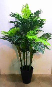 1.8m Phoenix Palm AP539 floristkl (Rent Available)