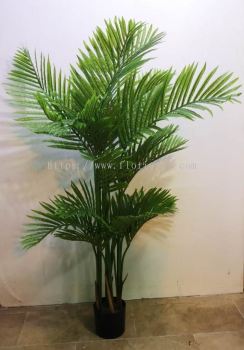 1.5m Phoenix Palm AP538 floristkl (Rent Available)