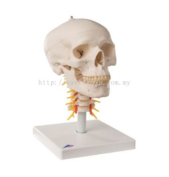 Human Skull Model on Cervical Spine, 4 Part
