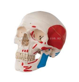 Numbered Human Classic Skull Model, 3 Part