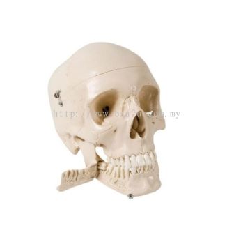 Skull Model with Teeth for Extraction, 4 Part
