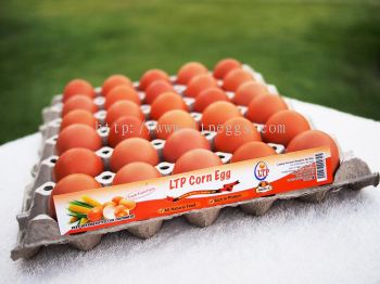 LTP Corn Egg - Grade A