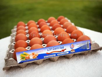 LTP Corn Egg - Grade B