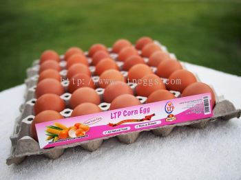 LTP Corn Egg - Grade C