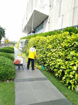 Clearing Dried Leaves