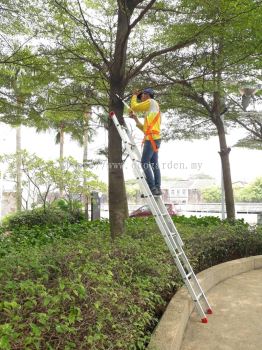 Tree Trimming