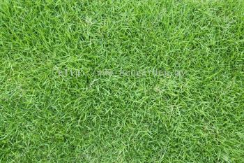 Japanese Grass / Carpet Grass