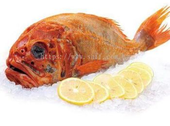 Orange Roughy (长寿鱼）