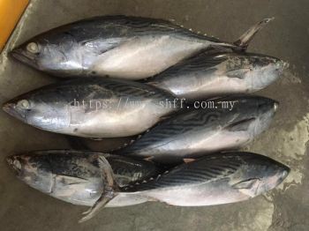 Bonito (Tongkol)