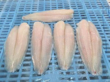 Pangasius / Dory Fillet 