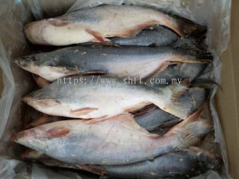 Pangasius (Ikan Patin)