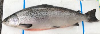 Fresh Salmon Atlantic 