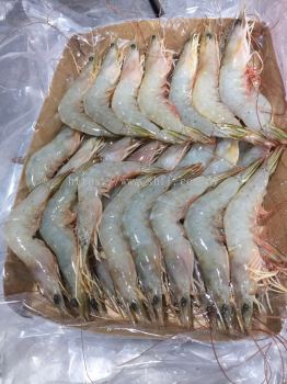 White Shrimp Ϻ