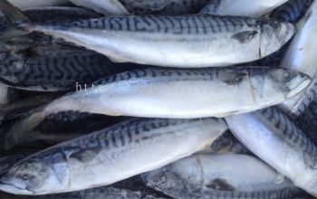 Saba Mackerel (Norway)