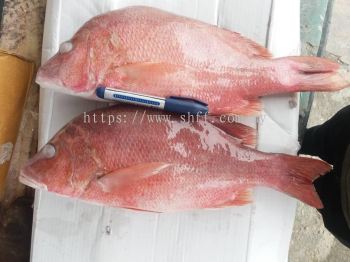 Red Fish / Ikan Merah