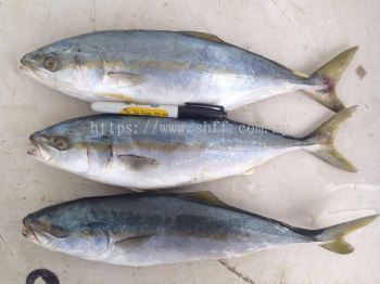 Yellow Tail / Ikan Pisang 