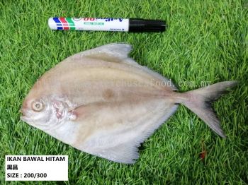 Ikan Bawal Hitam-Size 200/300