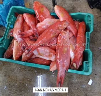 Ikan Nanas Merah