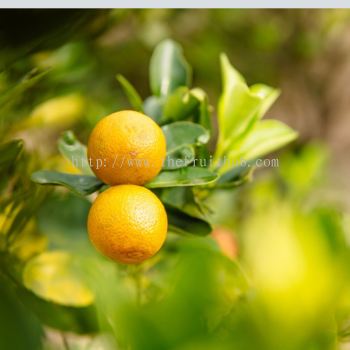 Calamansi Fresh Fruit