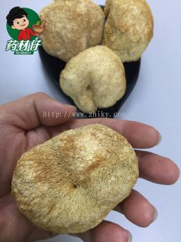 Herbboy Monkey Head Mushroom Fujian 
