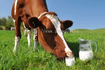 Functional Dairy Protein