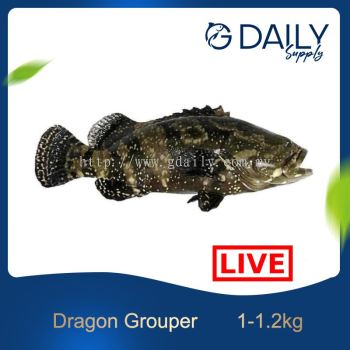 Dragon Grouper (LIVE)