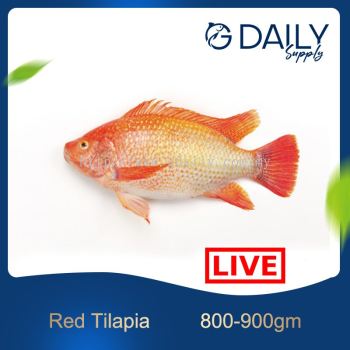 Red Tilapia (LIVE)
