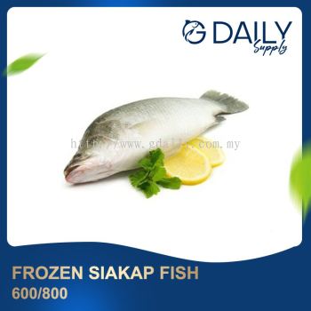 Frozen Siakap Fish 600/800