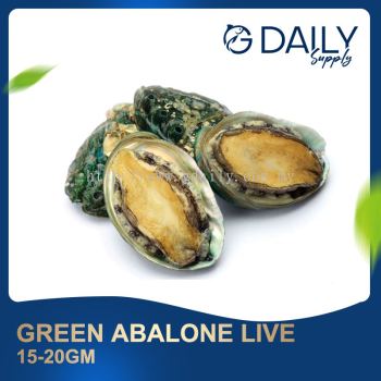 Green Abalone 15-20gm (LIVE)