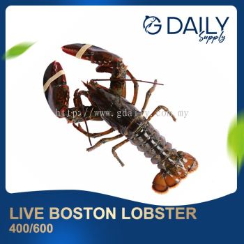 Boston Lobster (LIVE)