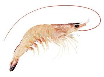 Pink Prawn / Solo Prawn