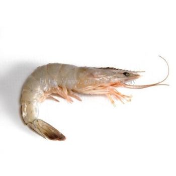 Prawn with Head On