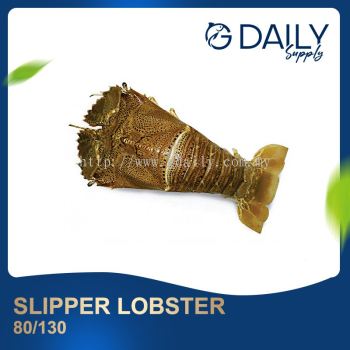 Slipper Lobster 80/130