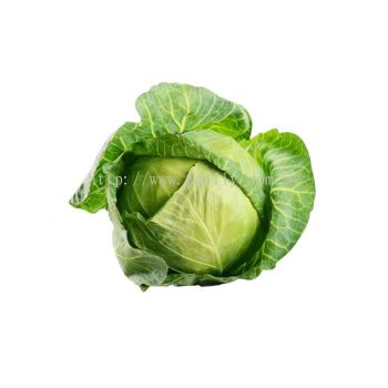 Beijing Cabbage