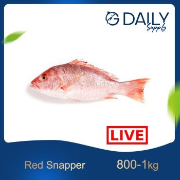 Red Snapper (LIVE)