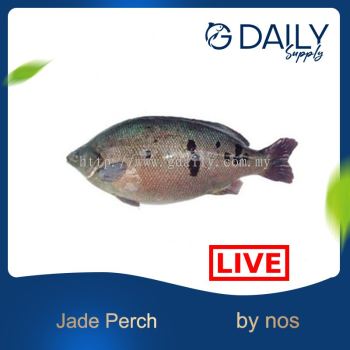 Jade Perch (LIVE)