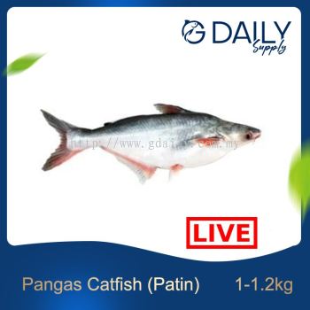 Pangas Catfish (Patin) (LIVE)