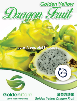 Golden Yellow Dragon Fruit