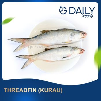 Threadfin (Kurau)