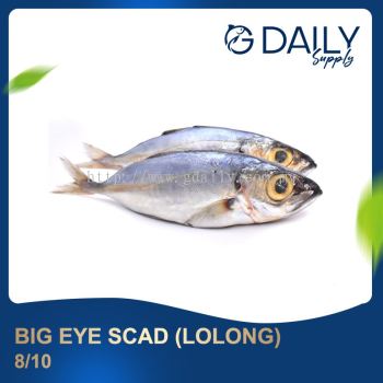Big Eye Scad (Lolong)