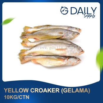 Yellow Croaker (Gelama)