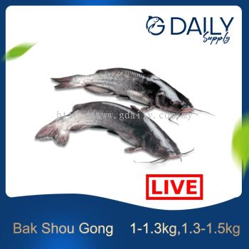 Bak Shou Gong (LIVE)