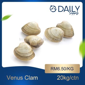 Venus Clam