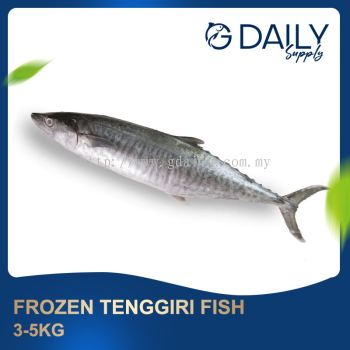Frozen Tenggiri Fish 305kg