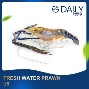 Fresh Water Prawn U5