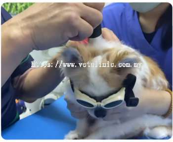 Laser Therapy