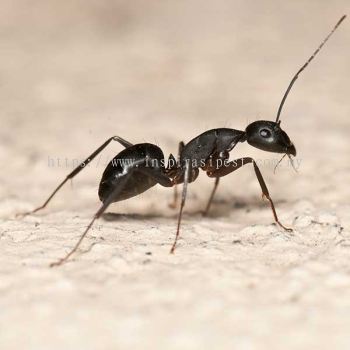 Ants Control